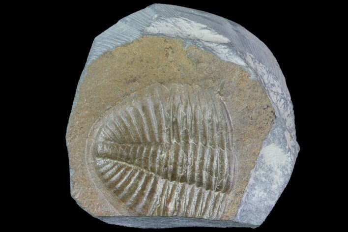 Partial Ogyginus Cordensis - Classic British Trilobite #75922